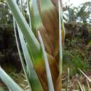 Image of Puya dasylirioides Standl.