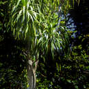 Image of Lanai Hala Pepe