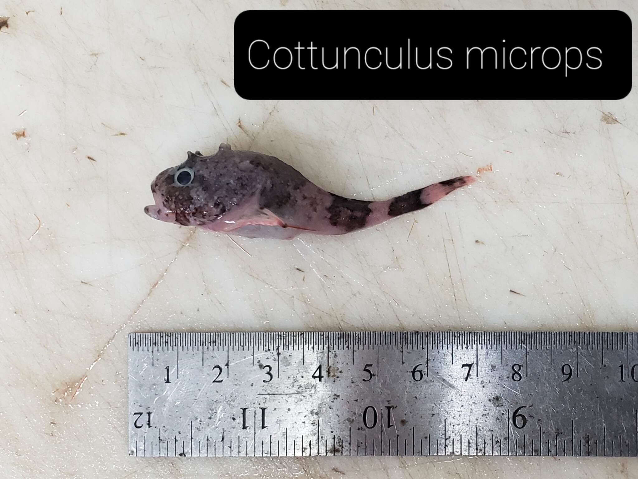 Image of Cottunculus