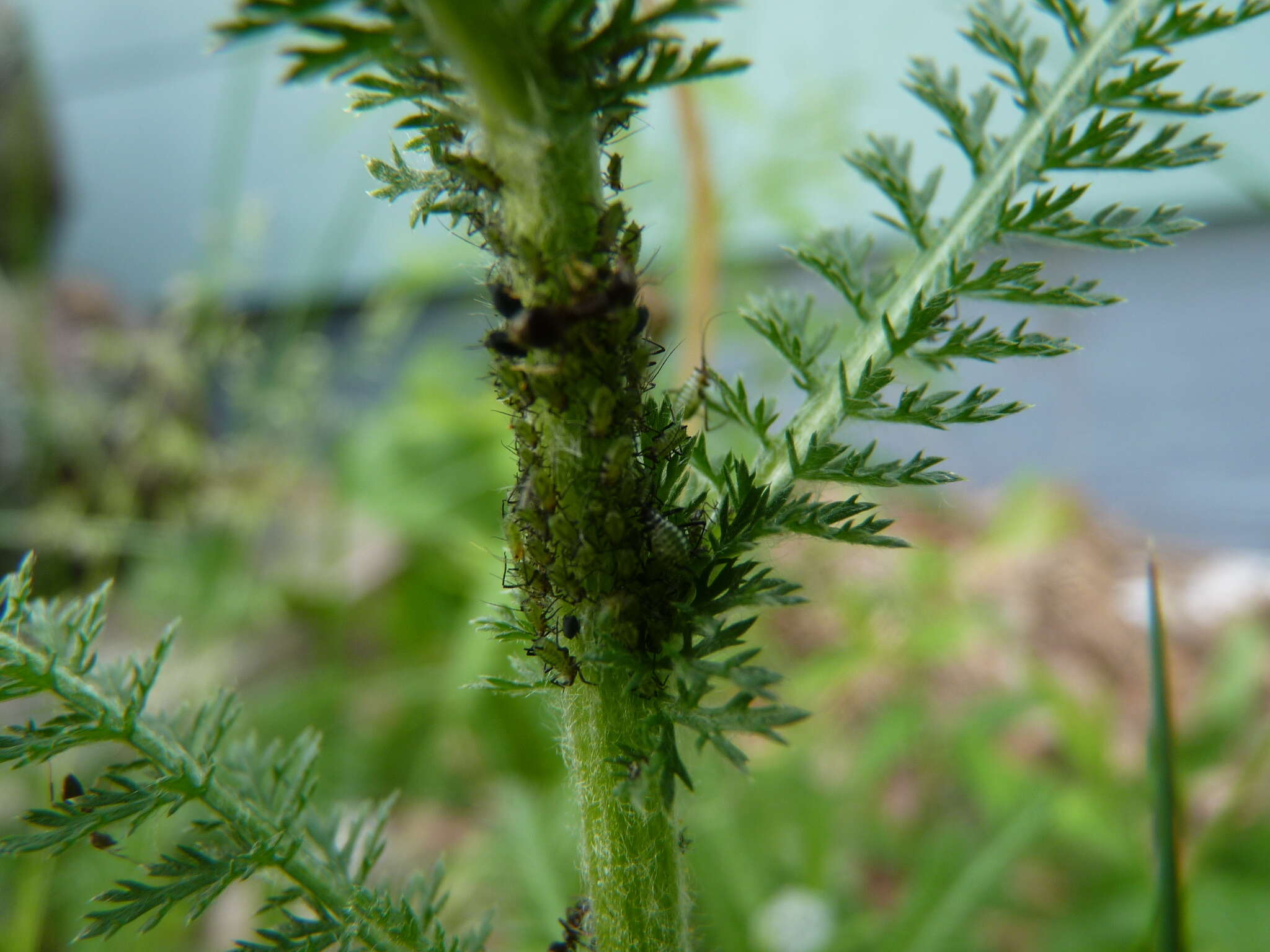 Sivun Macrosiphoniella (Macrosiphoniella) millefolii (De Geer 1773) kuva