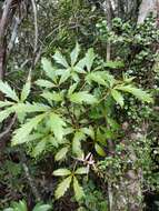 Image of Pseudopanax discolor (Kirk) Harms