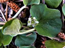 Dichondra donelliana Tharp & M. C. Johnston resmi