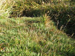 Image of Rytidosperma australe (Petrie) Connor & Edgar