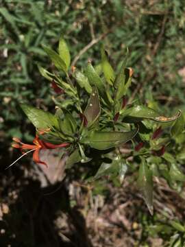 Anisacanthus thurberi (Torr.) Gray的圖片