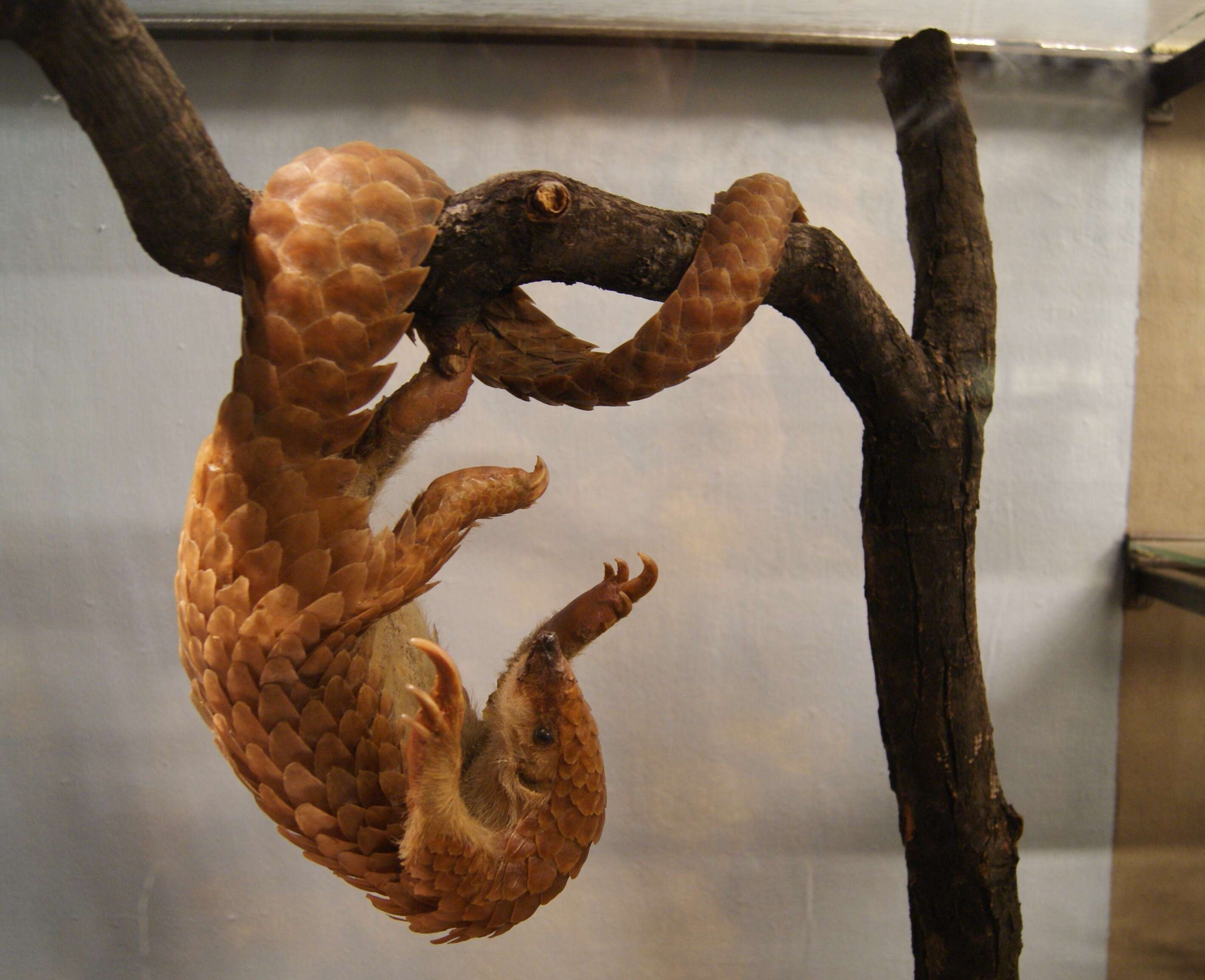 Image of tree pangolin