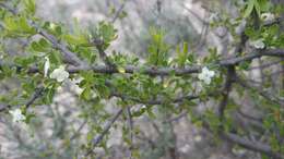 Imagem de Citharexylum brachyanthum (A. Gray ex Hemsl.) A. Gray