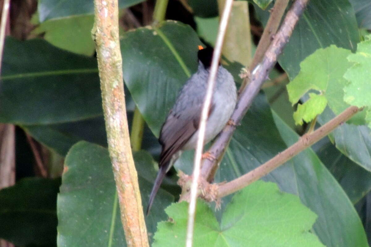 Image of Madagascar Black Bulbul