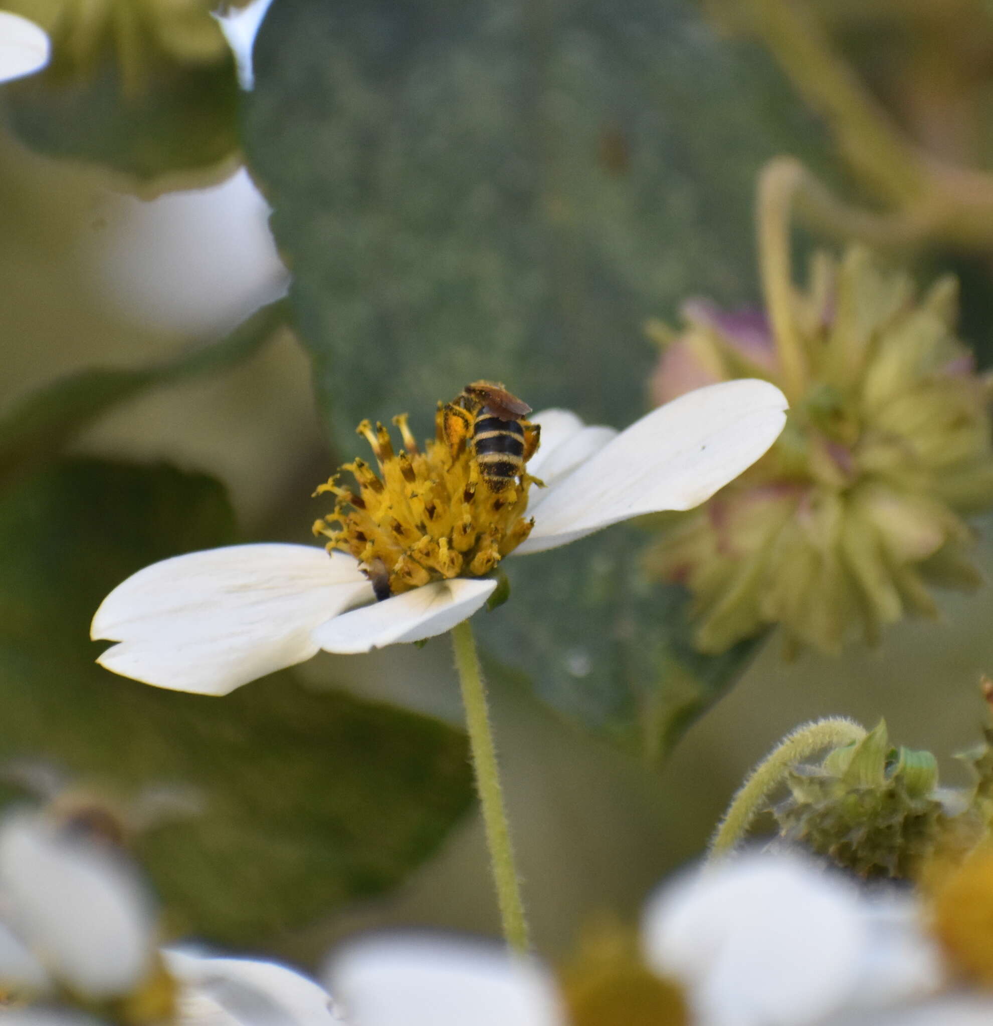 Lasioglossum costale (Vachal 1904) resmi