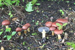 Image of Burgundy mushroom