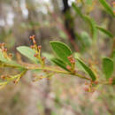 Acacia myrtifolia (Sm.) Willd. resmi