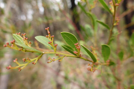 Plancia ëd Acacia myrtifolia (Sm.) Willd.