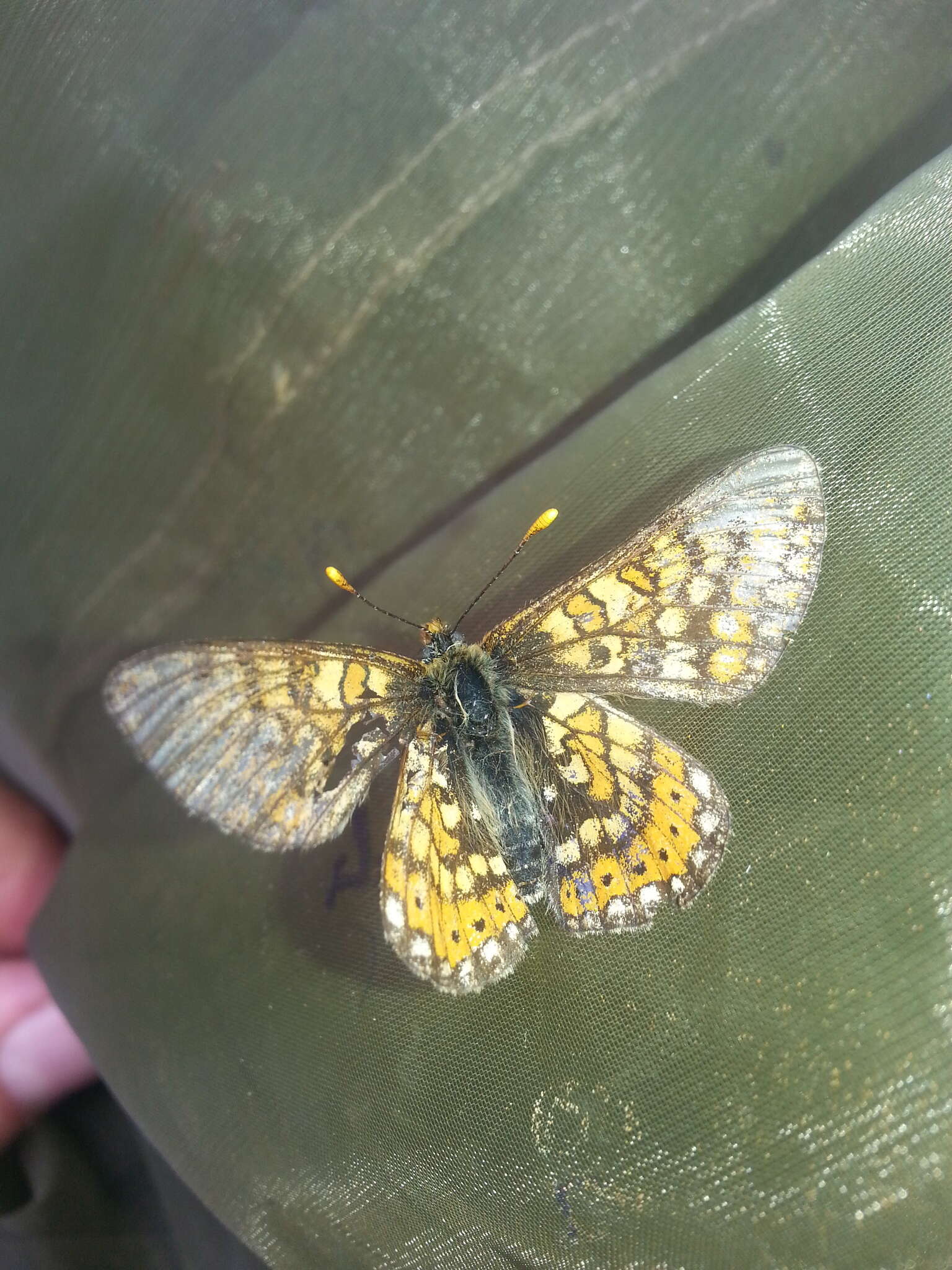 Euphydryas aurinia provincialis (Boisduval 1828)的圖片