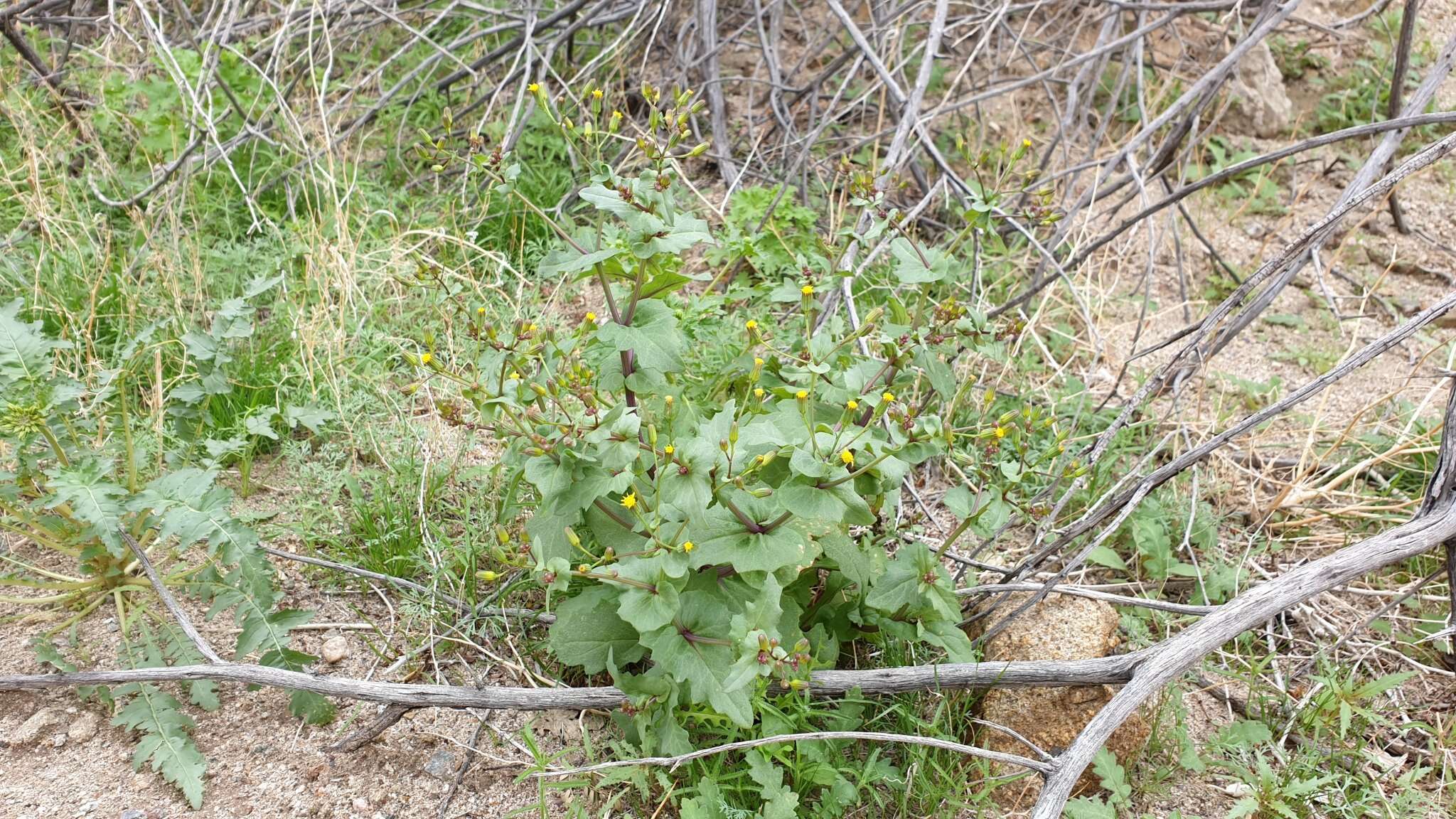 Image of Mojave ragwort