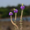 Plancia ëd Pogostemon deccanensis (Panigrahi) Press