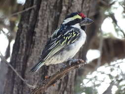 Tricholaema leucomelas centralis (Roberts 1932) resmi