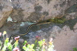 Image of Thamnophis elegans elegans (Baird & Girard 1853)