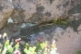 Sivun Thamnophis elegans elegans (Baird & Girard 1853) kuva