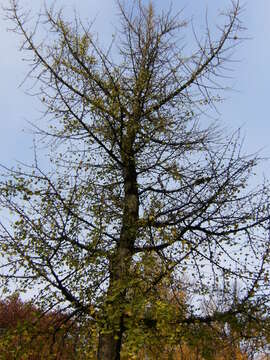 Image of Ginkgoopsida