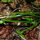 Image de Carex pédonculé