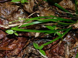 Image of Longstalk sedge