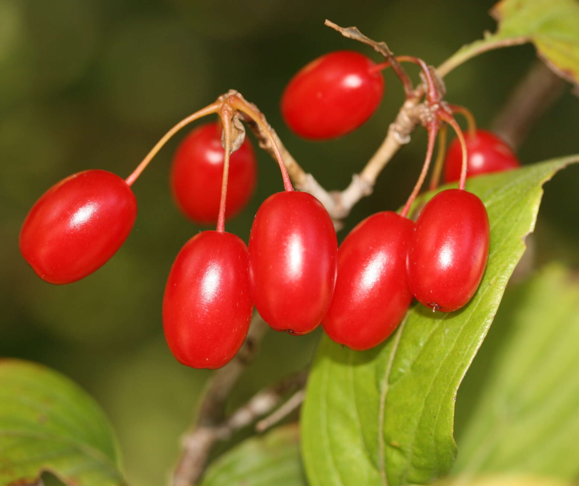 Plancia ëd Cornus officinalis Siebold & Zucc.