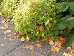 Image of yellow corydalis