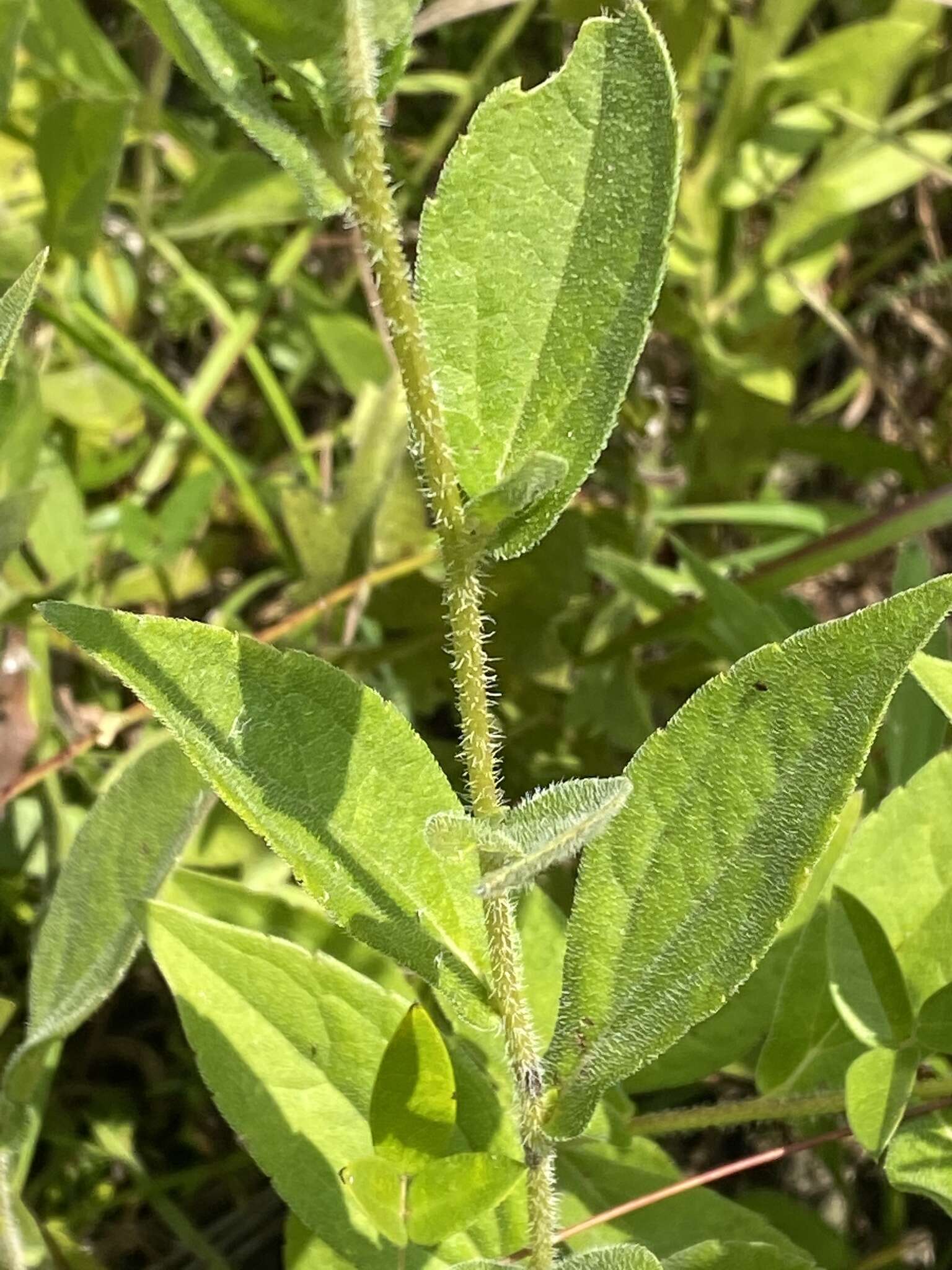 Image of Rudbeckia terranigrae