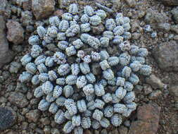 Image of Crassula corallina subsp. corallina