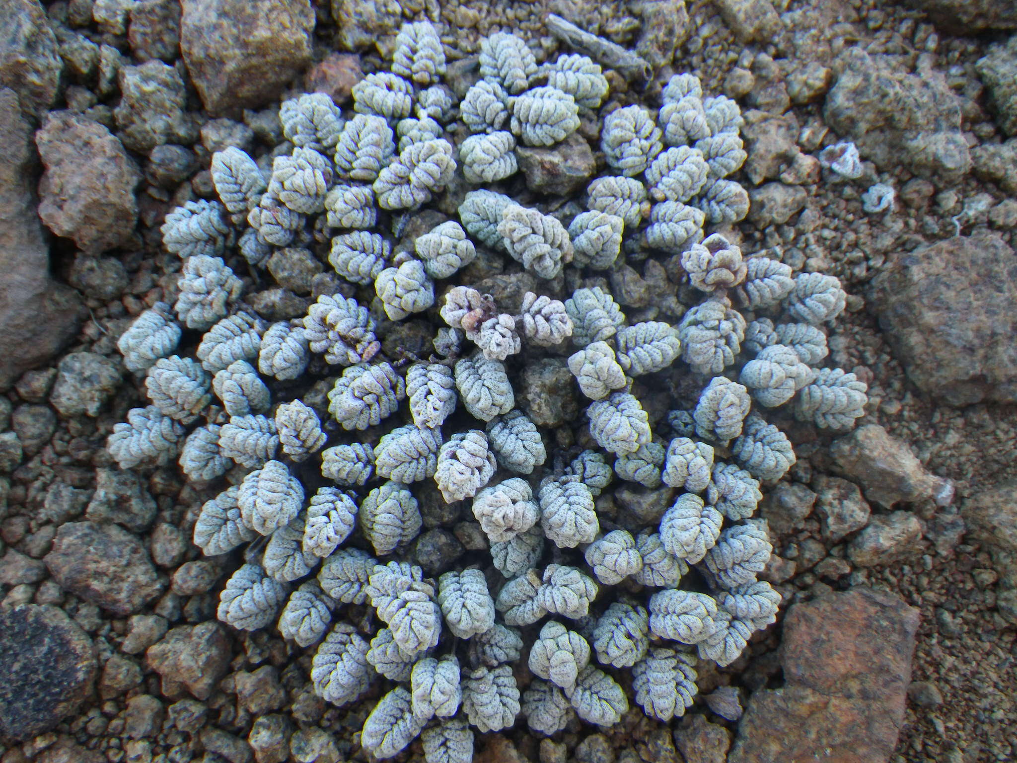 Image of Crassula corallina subsp. corallina