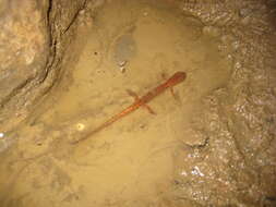 Image of Cave Salamander