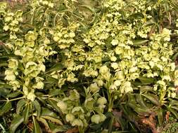 Image of Corsican hellebore