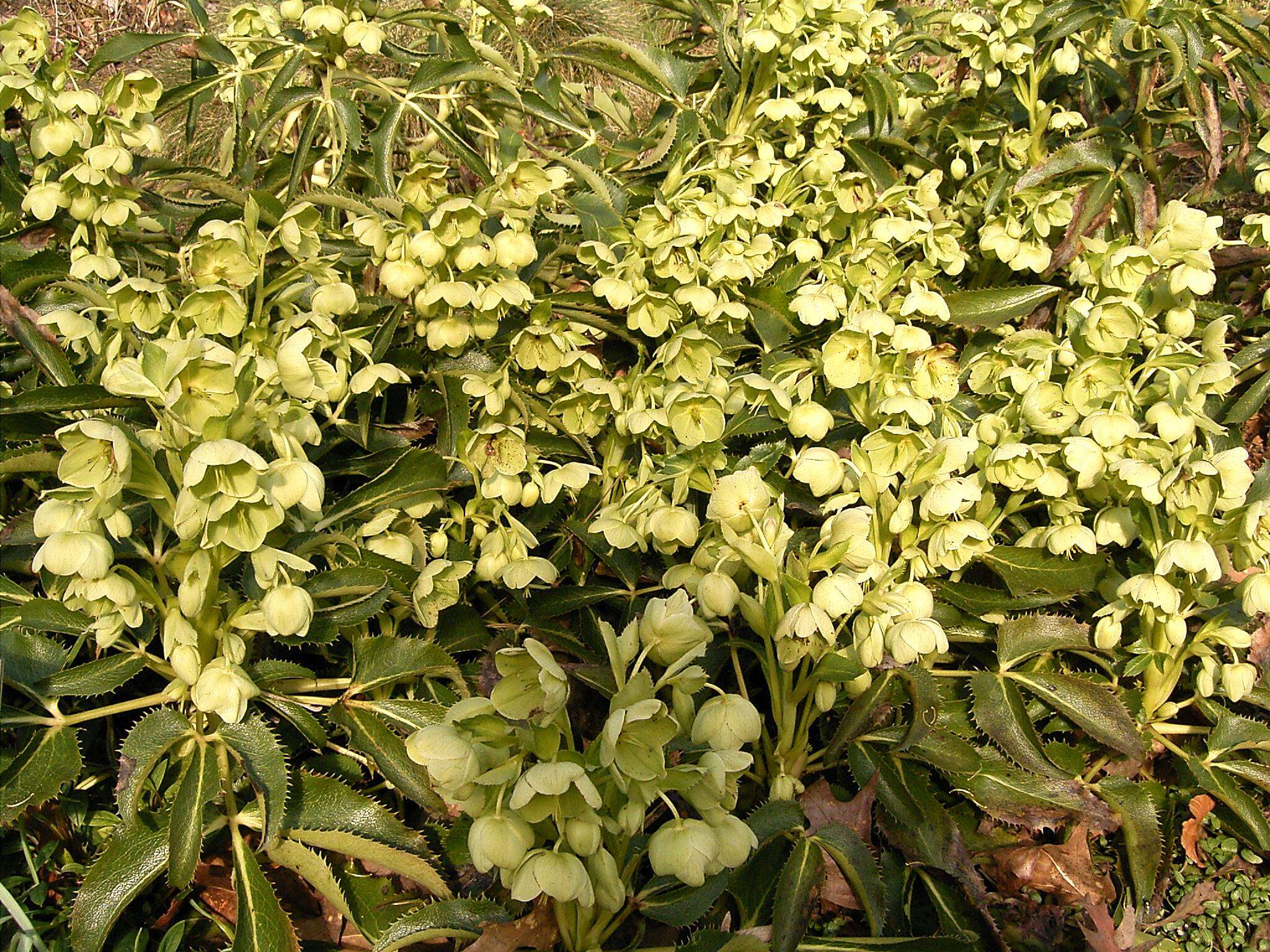 Image of Corsican hellebore