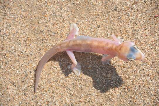 Image of Namib Sand Gecko