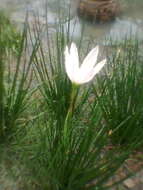 صورة Zephyranthes