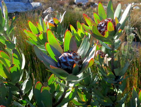 Image of Swartberg Conebush