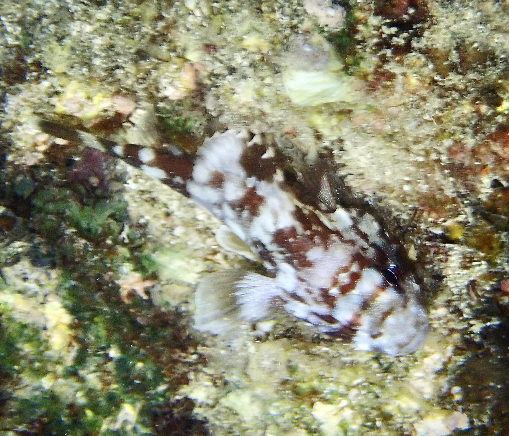 Plancia ëd Sebastapistes cyanostigma (Bleeker 1856)