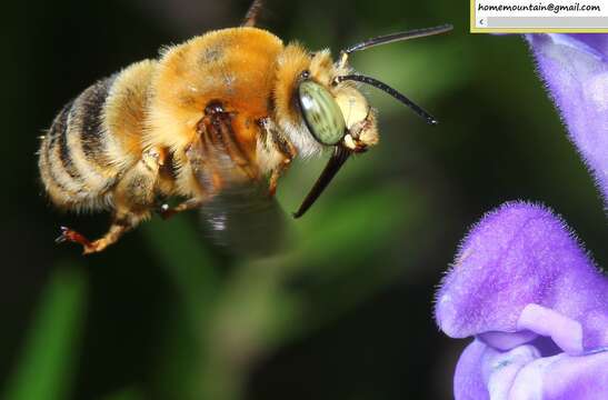 Image of Anthophora deserticola Morawitz 1873