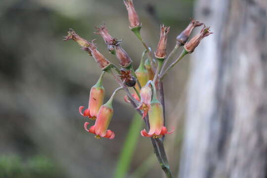 Image of Cotyledon adscendens R. A. Dyer