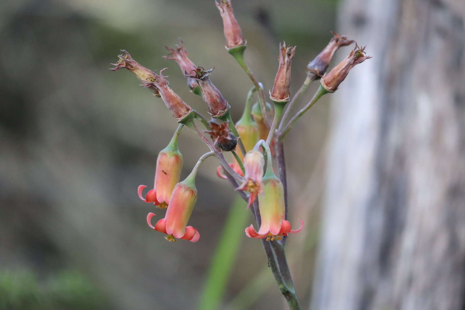 Imagem de Cotyledon adscendens R. A. Dyer