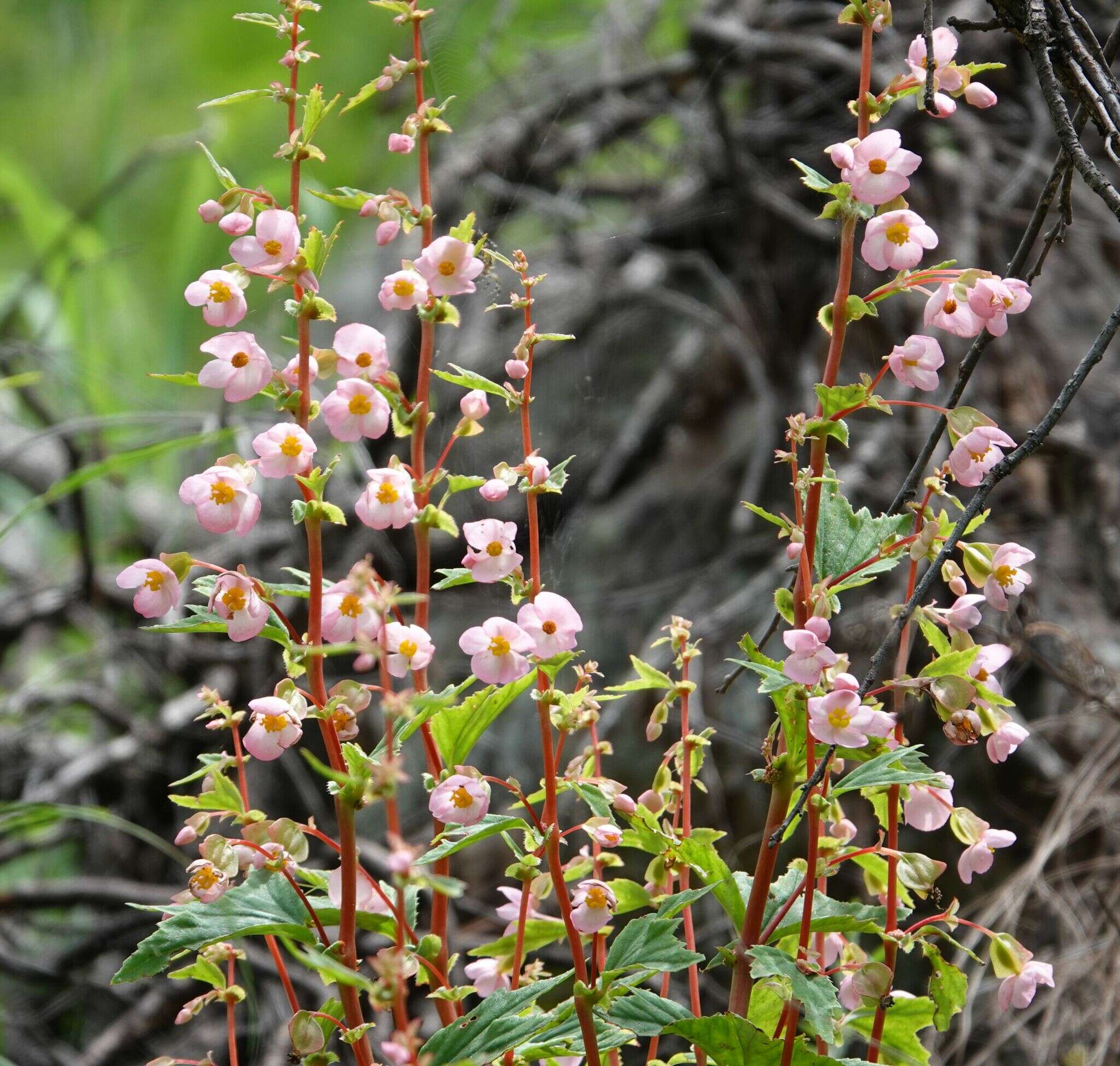 Image of Begonia angustiloba A. DC.