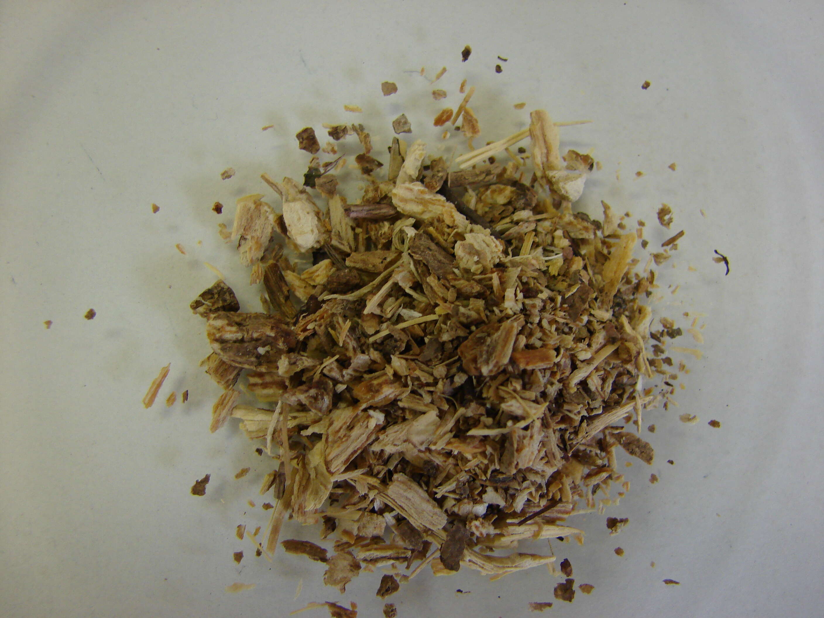 Image of American spikenard