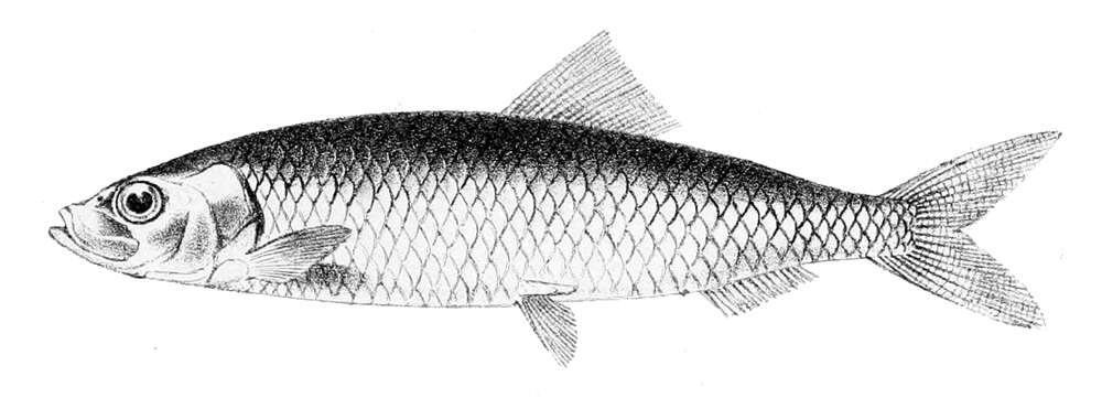 Imagem de Clupea harengus Linnaeus 1758