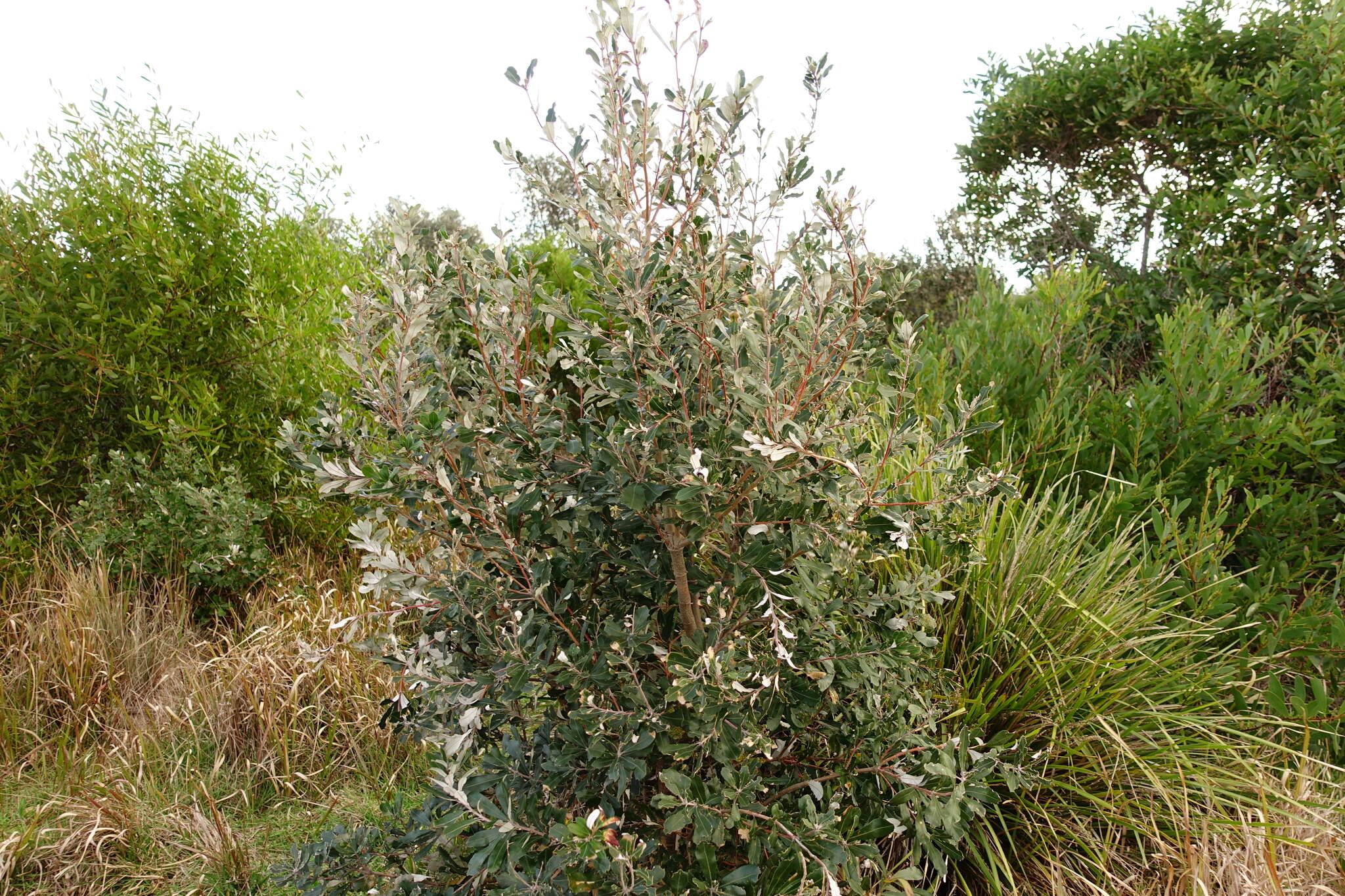 Image of Banksia integrifolia subsp. integrifolia