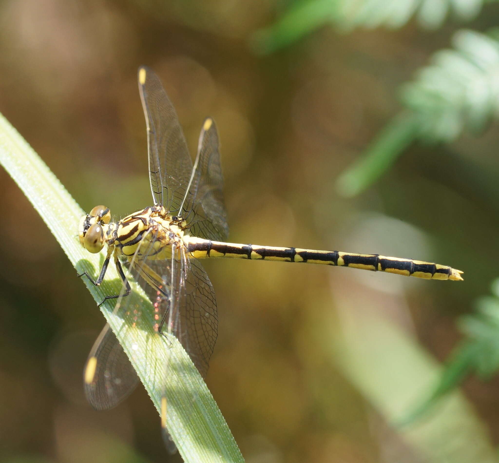 Image of Austrogomphus guerini (Rambur 1842)