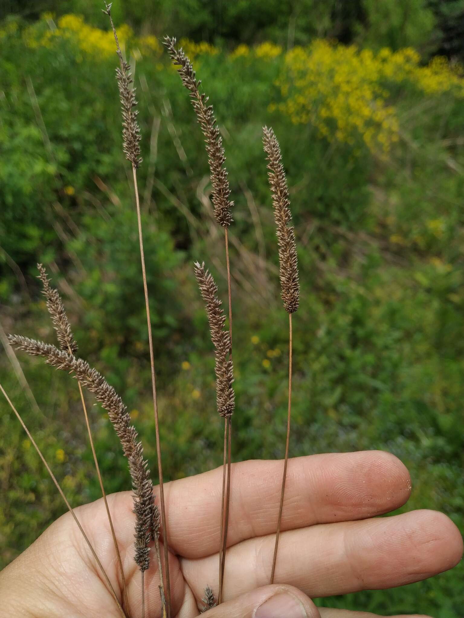 Phleum paniculatum Huds.的圖片