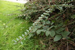 Image of box honeysuckle