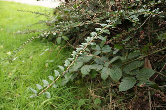 صورة Lonicera pileata var. yunnanensis (Franch.) Bernd Schulz