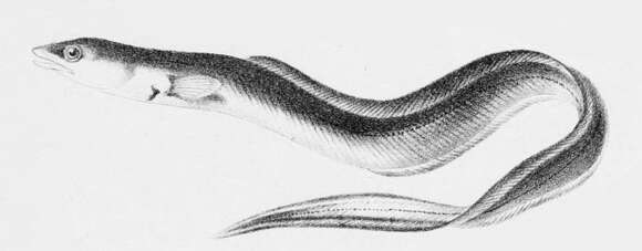 Image of Conger Eel