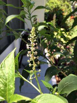 Image de Phytolacca americana var. rigida (Small) D. B. Caulkins & R. Wyatt