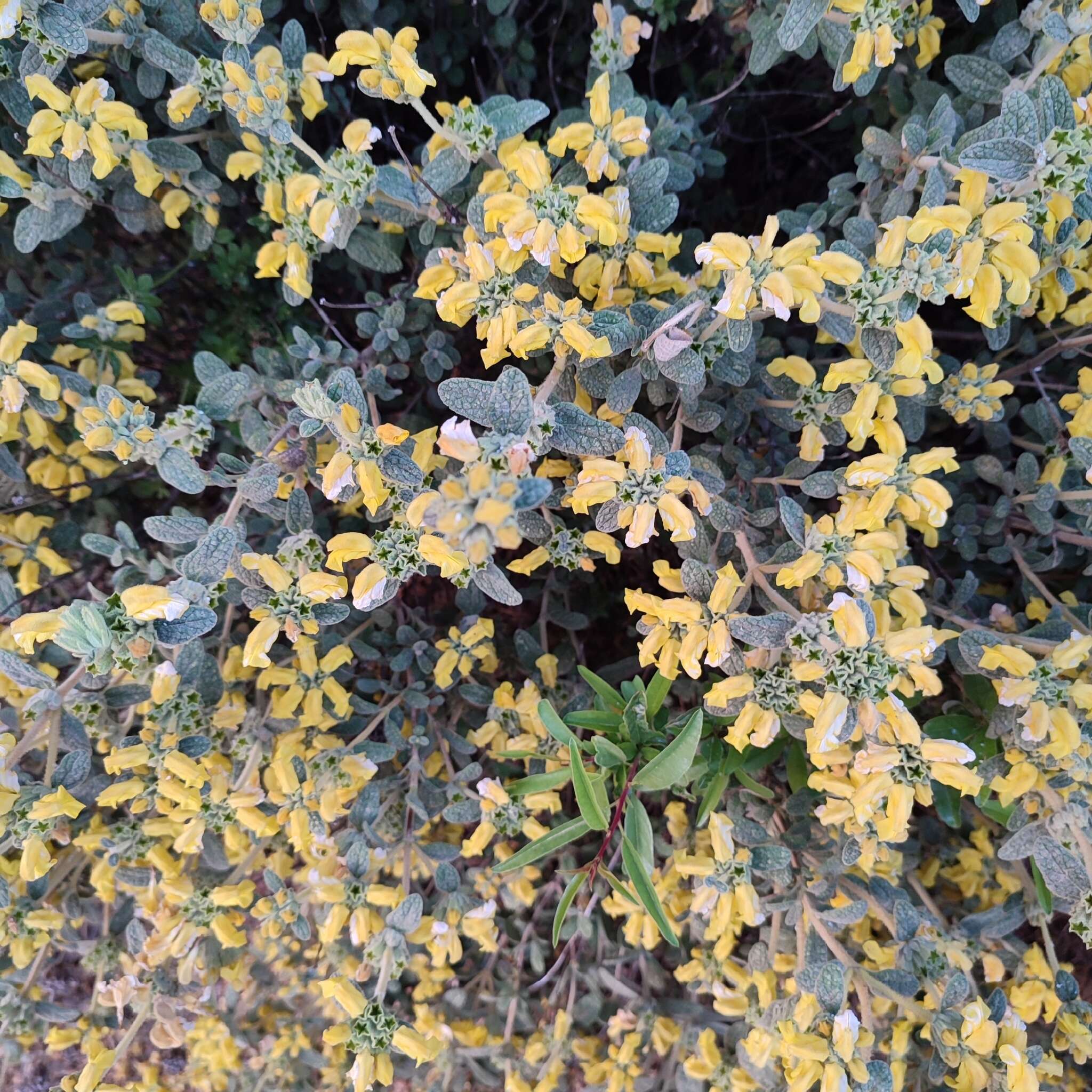 Слика од Phlomis lanata Willd.